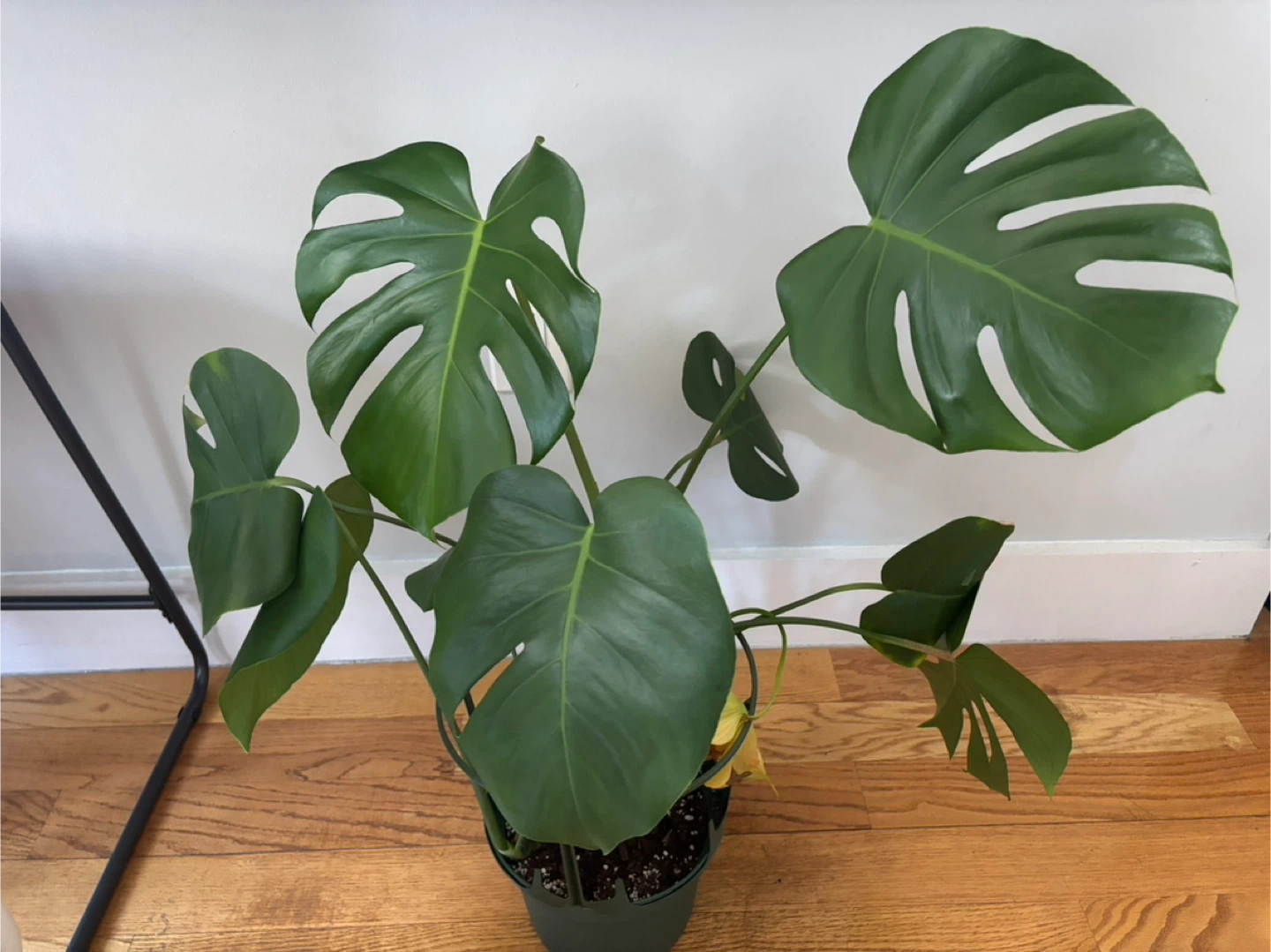 Monstera Plants