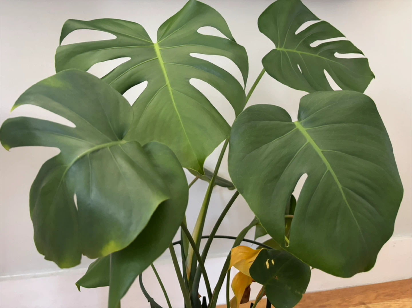 Monstera Plants - photo 3