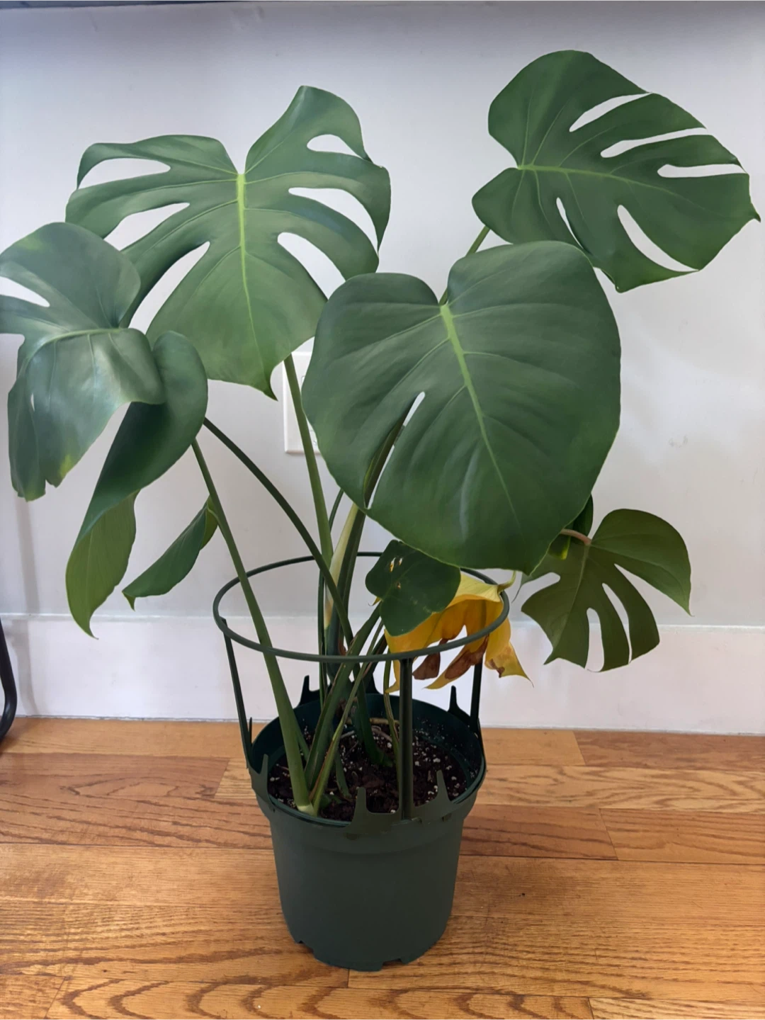 Monstera Plants - photo 2