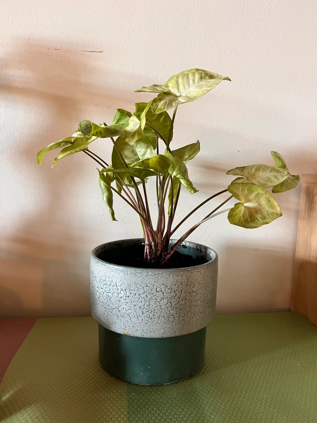Syngonium plant in ceramic pot