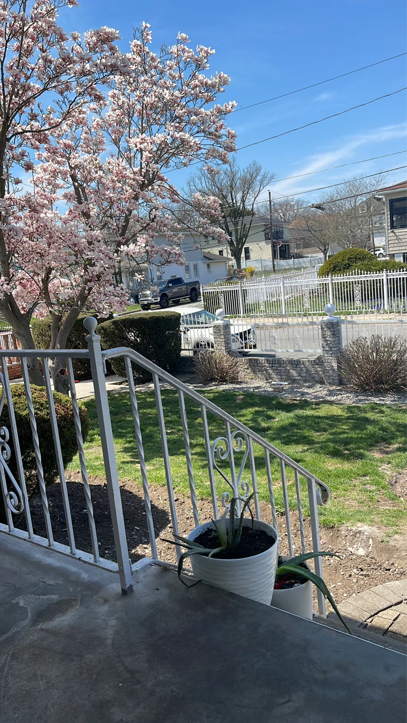 Magnolia Tree with Pink Blossoms