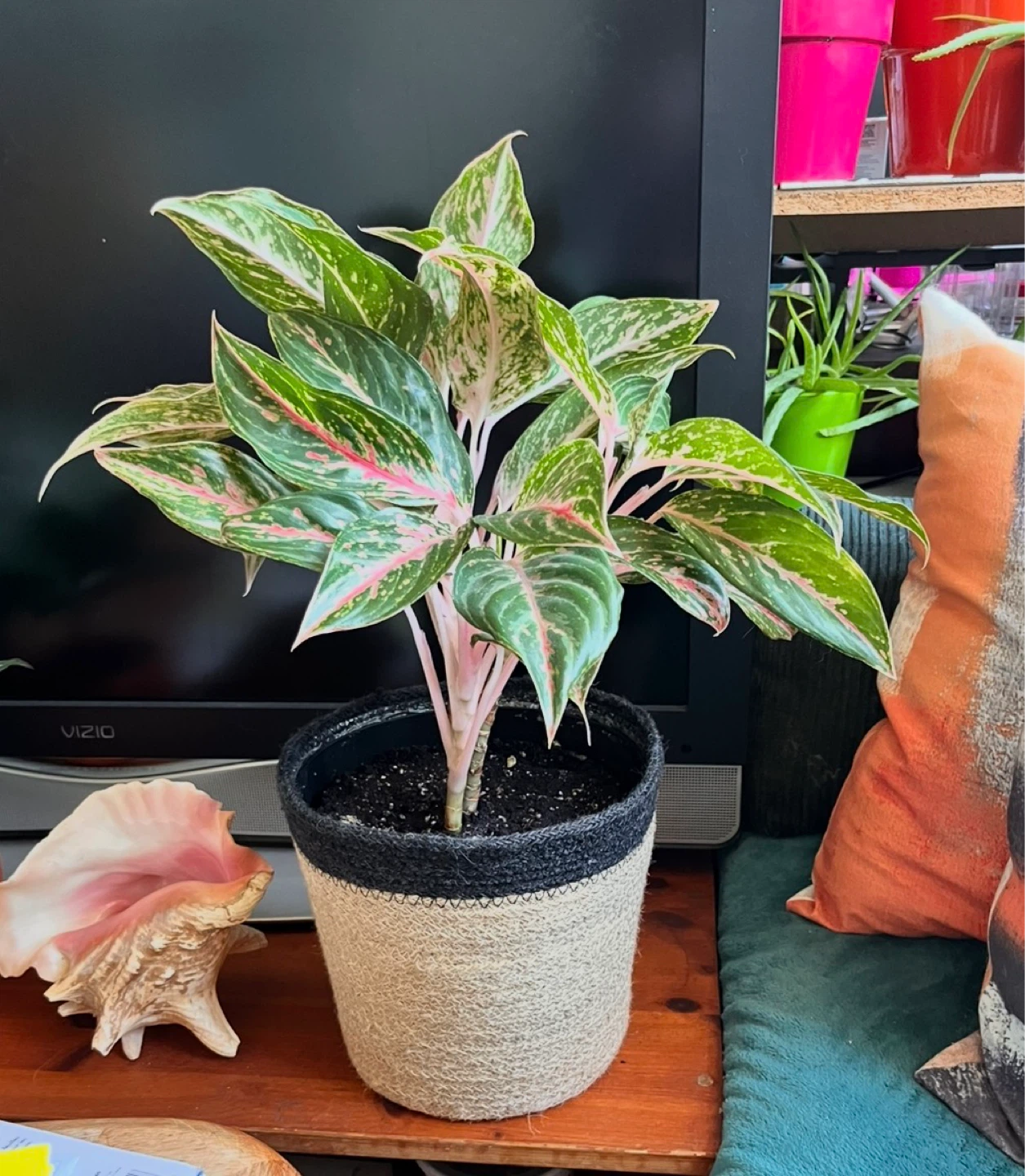 Chinese Evergreen Plant with pot