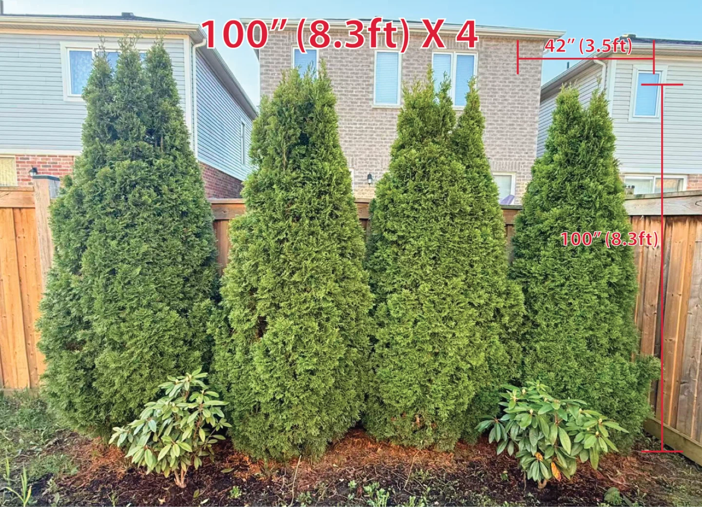 4 Mature Emerald Cedar Privacy Trees – 8.3ft Tall – $500
