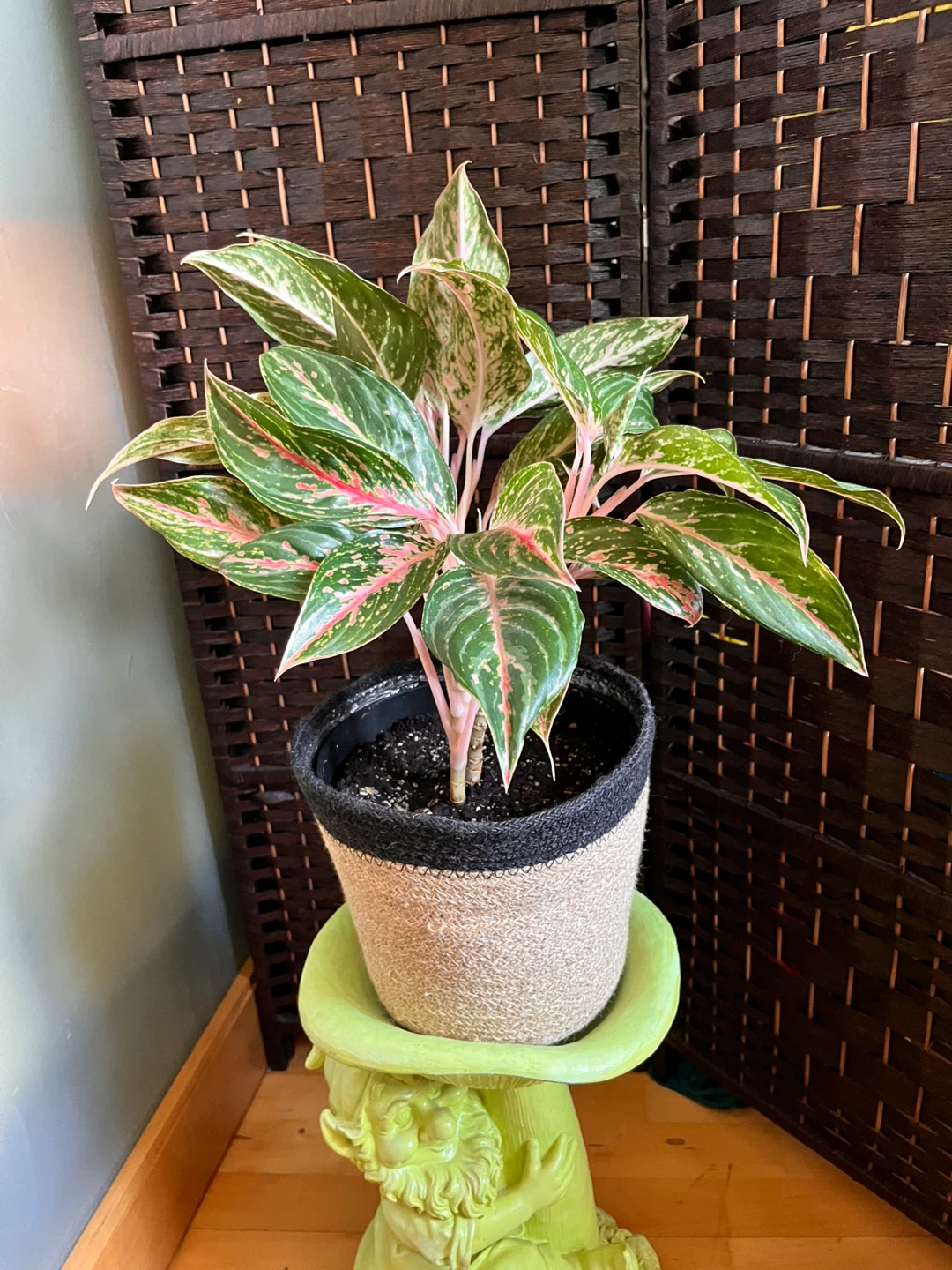 Chinese Evergreen Plant with pot - photo 2
