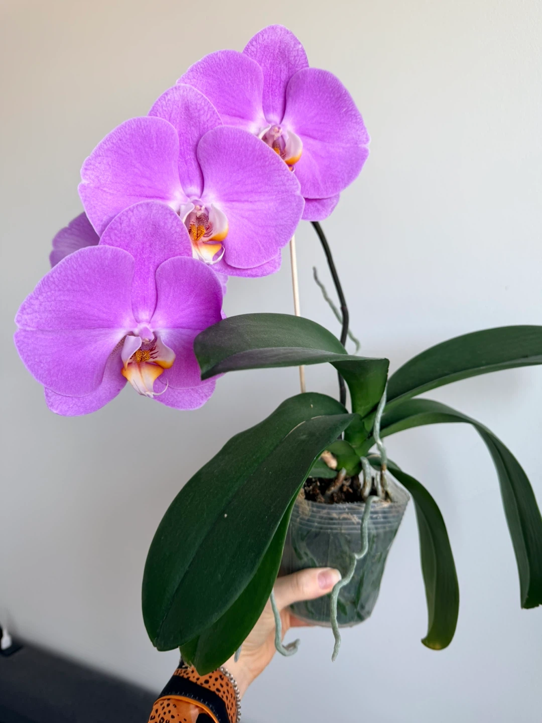 Purple Phalaenopsis Orchid Plant