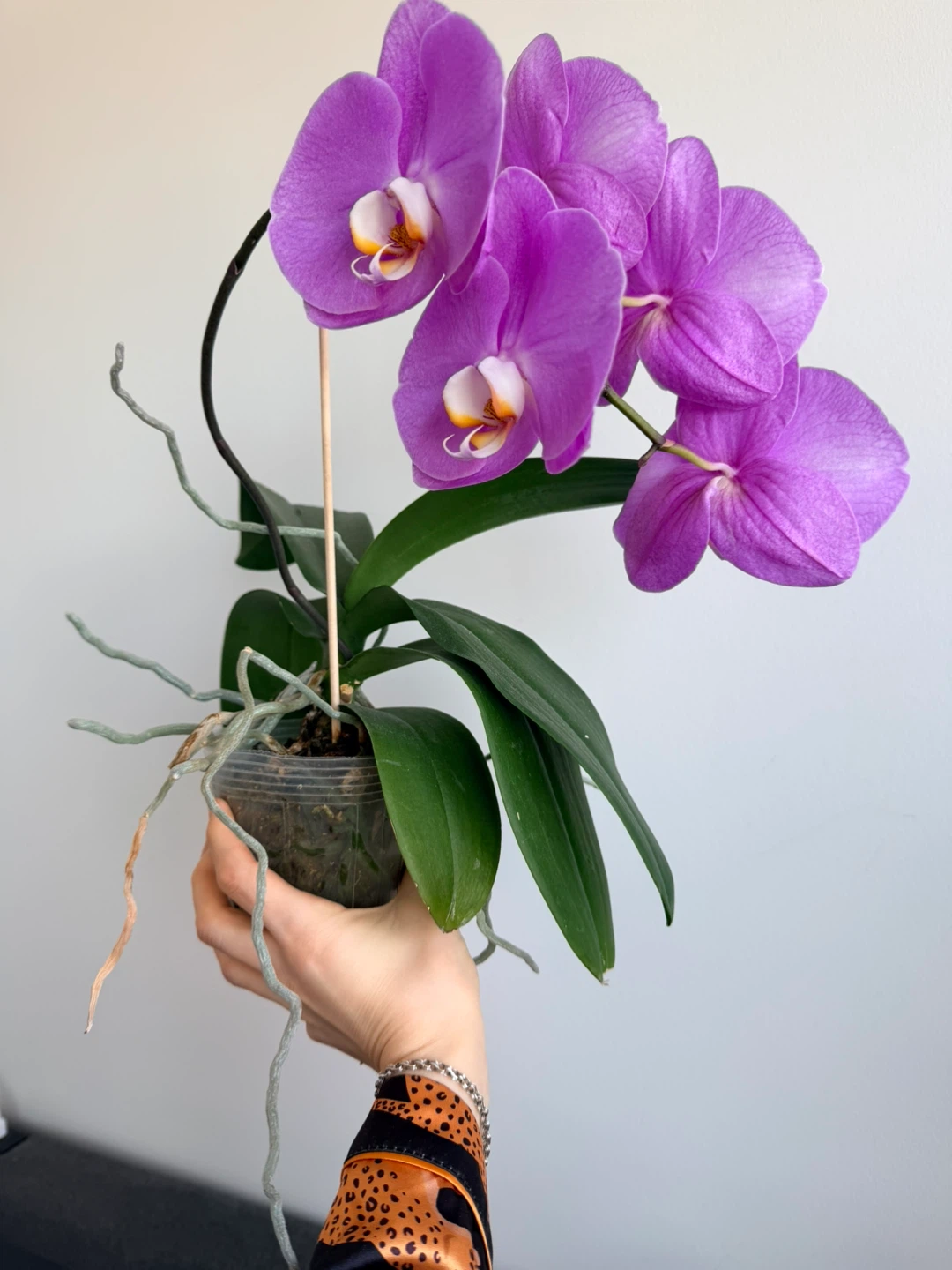 Purple Phalaenopsis Orchid Plant - photo 2