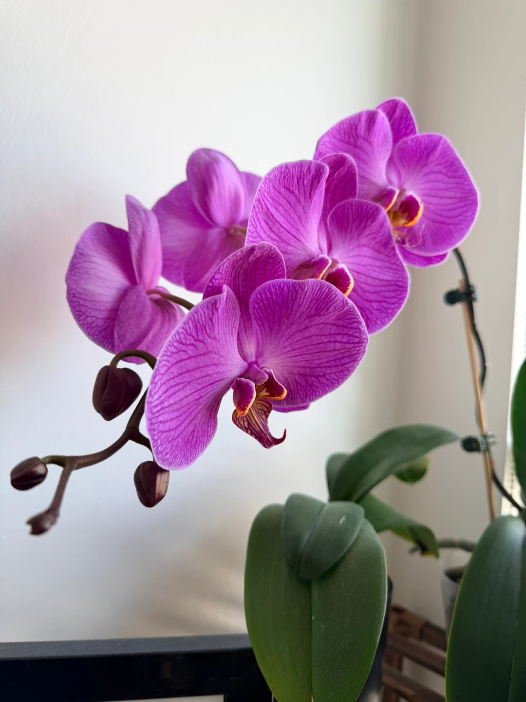 Potted Orchid Plant