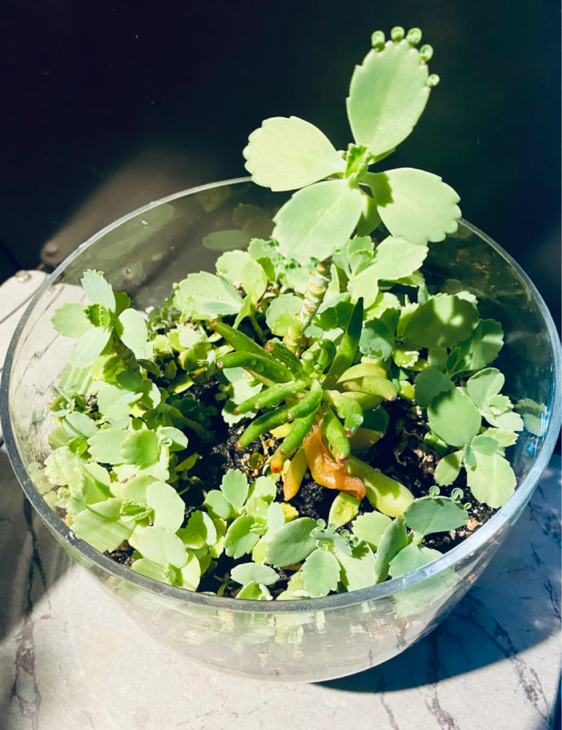 Glass Succulent Terrarium - photo 2