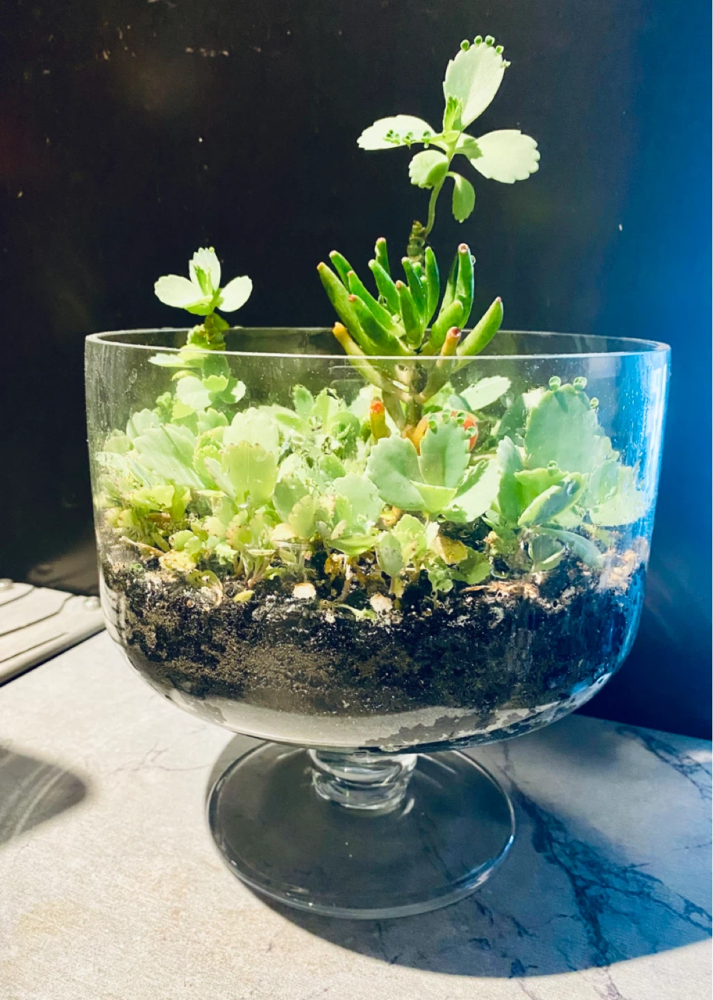 Glass Succulent Terrarium - photo 3