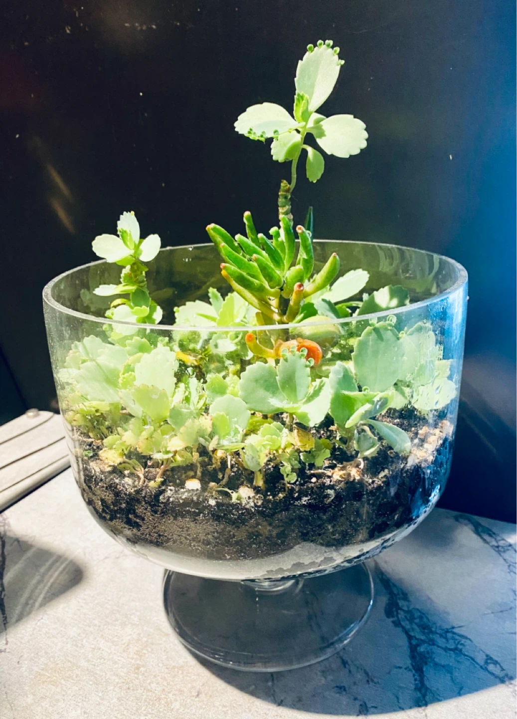 Glass Succulent Terrarium