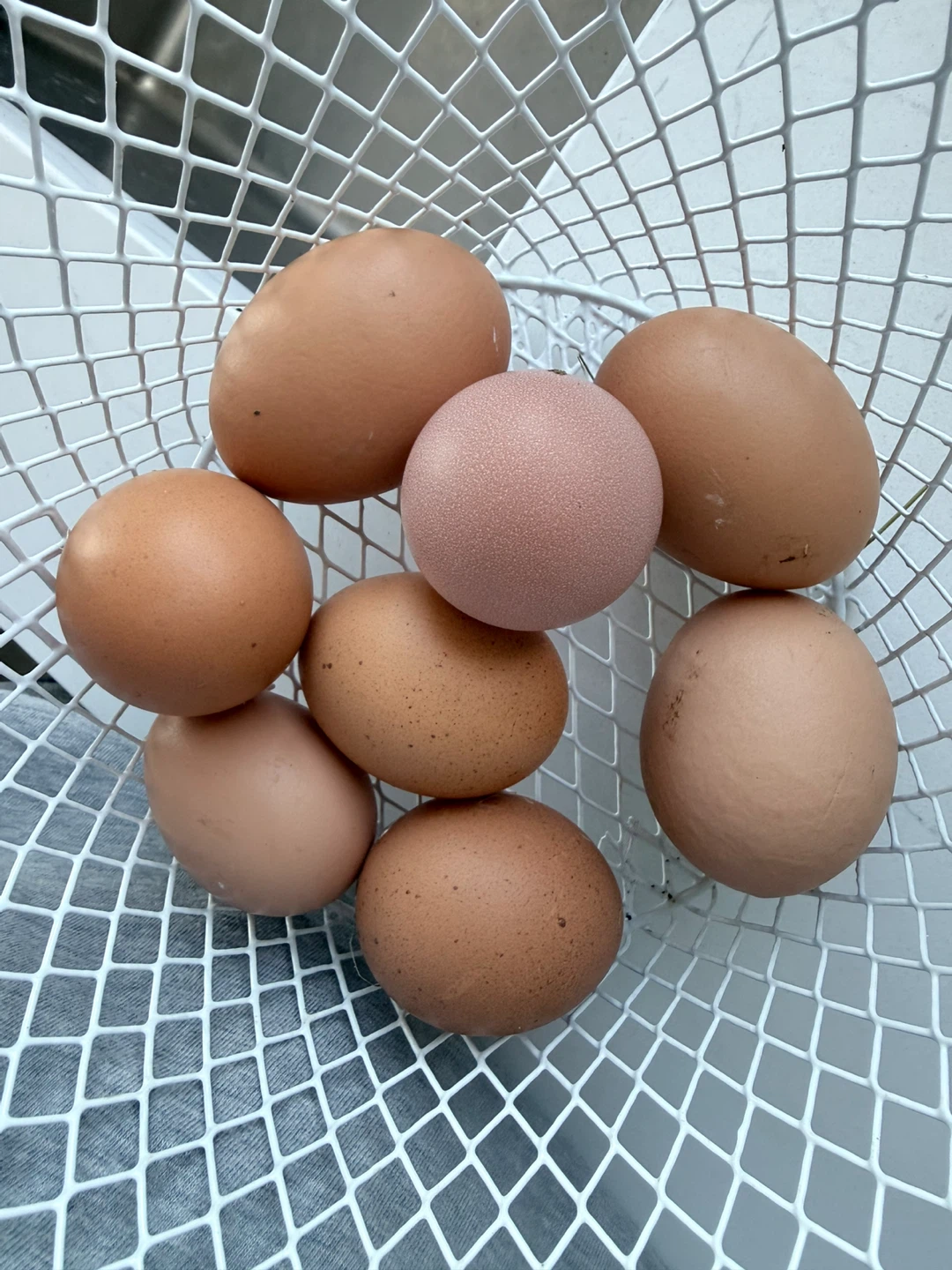 Hatching eggs for sale