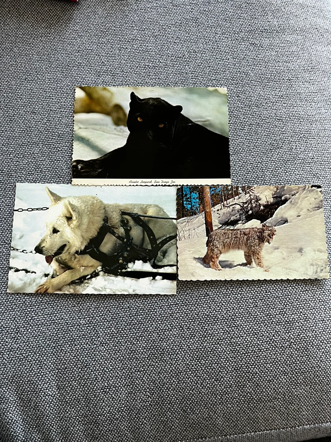 Vintage Animal Postcards - Black Panther, Sled Dog, Lynx - photo 3