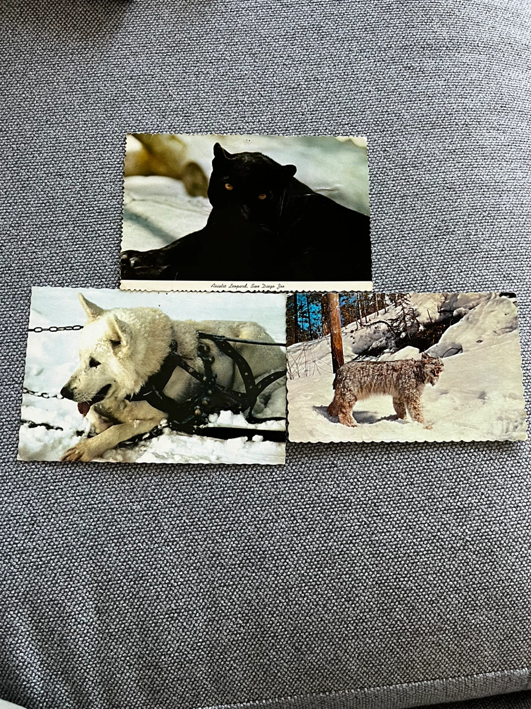 Vintage Animal Postcards - Black Panther, Sled Dog, Lynx