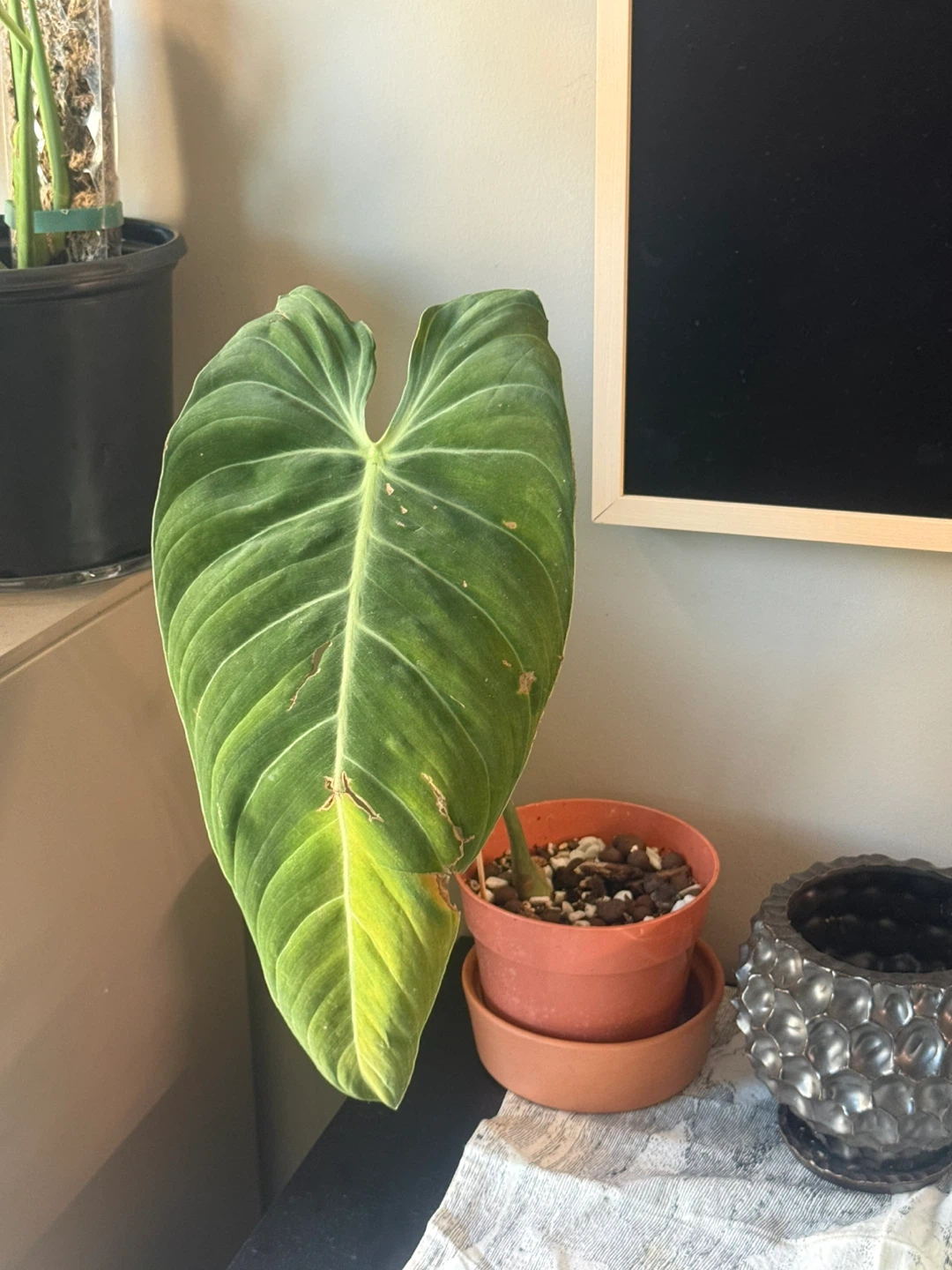 Philodendron melanochrysum one large leaf cutting fully rooted