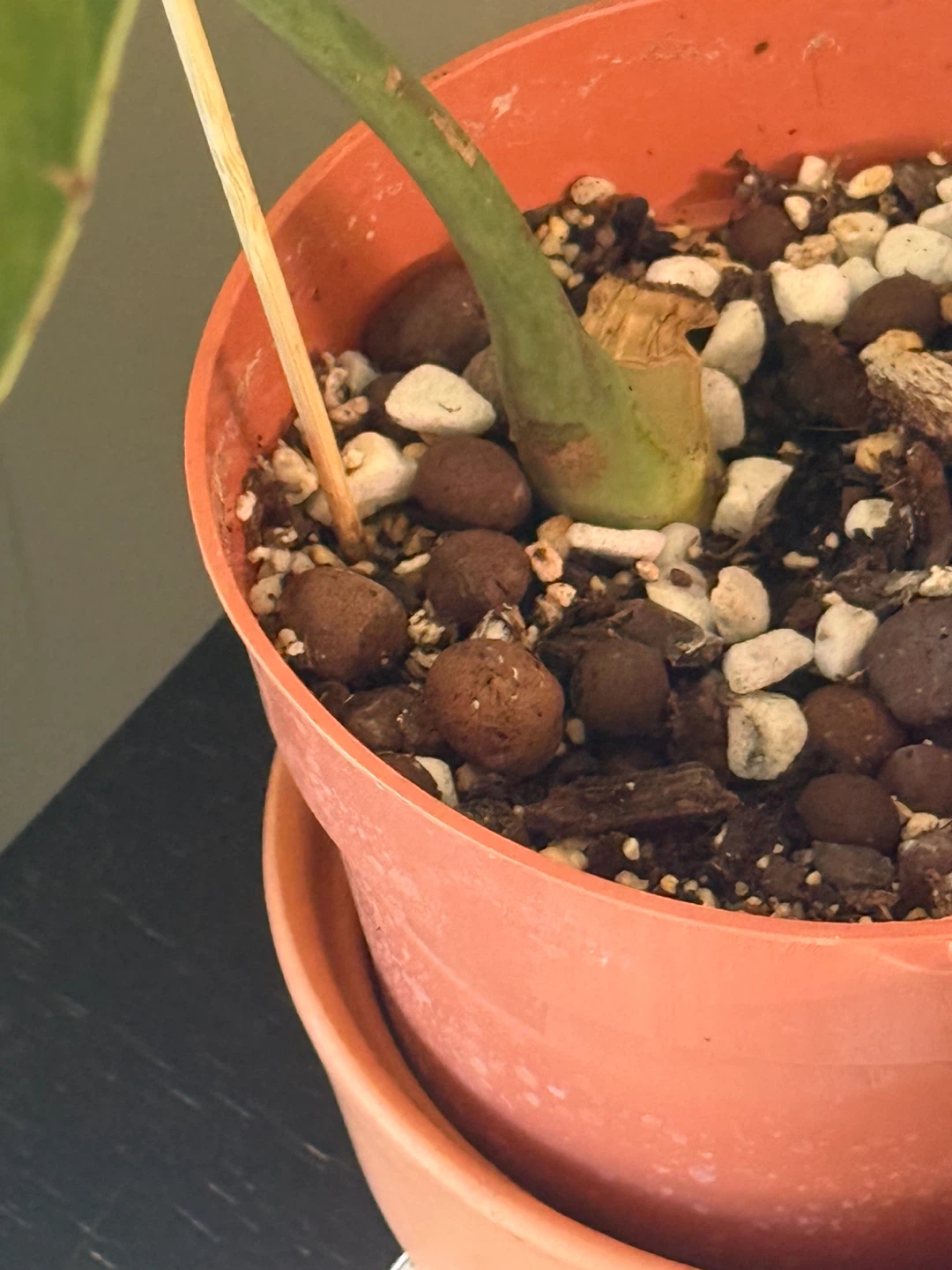 Philodendron melanochrysum one large leaf cutting fully rooted - photo 2