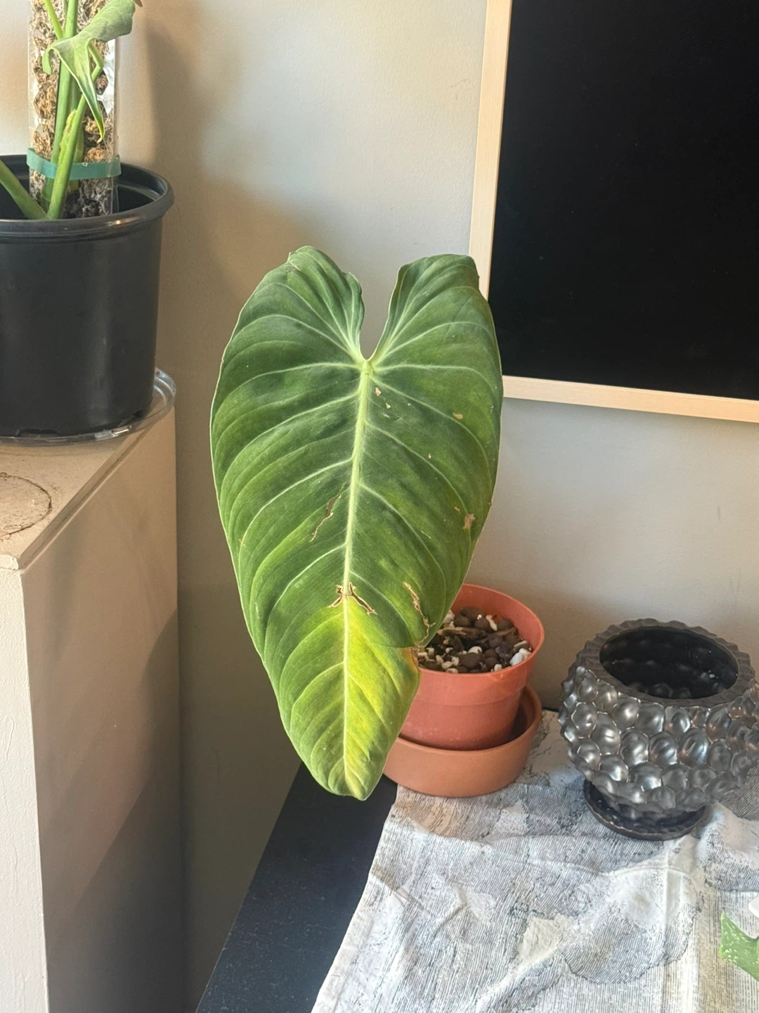 Philodendron melanochrysum one large leaf cutting fully rooted - photo 3