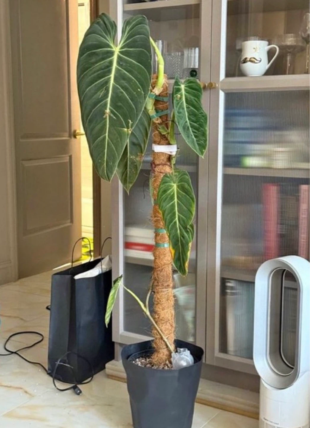 Philodendron melanochrysum one large leaf cutting fully rooted - photo 4