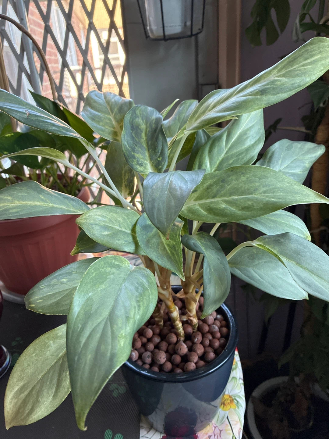 Aglaonema 'Silver Bay' Plant