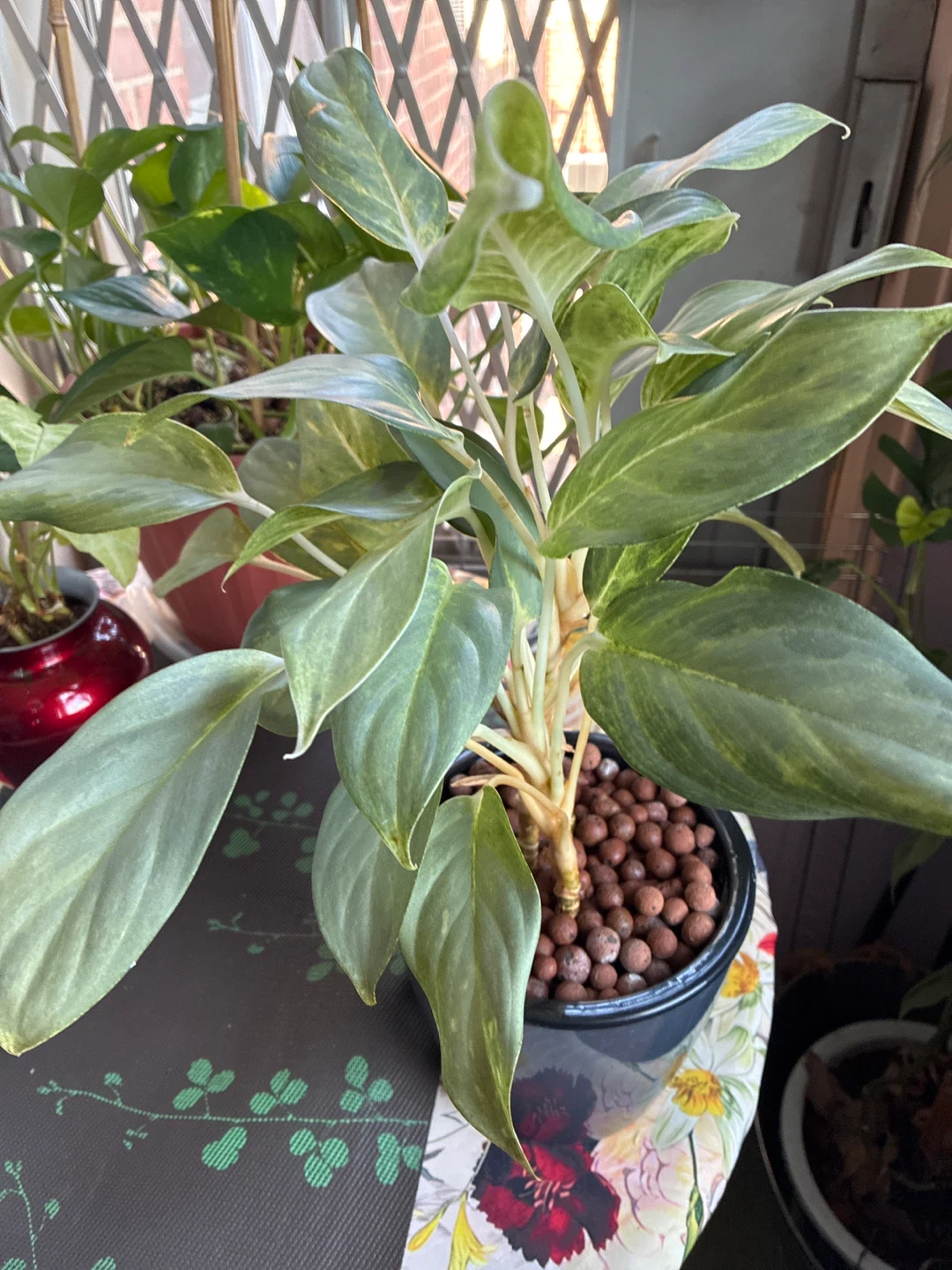 Aglaonema 'Silver Bay' Plant - photo 2