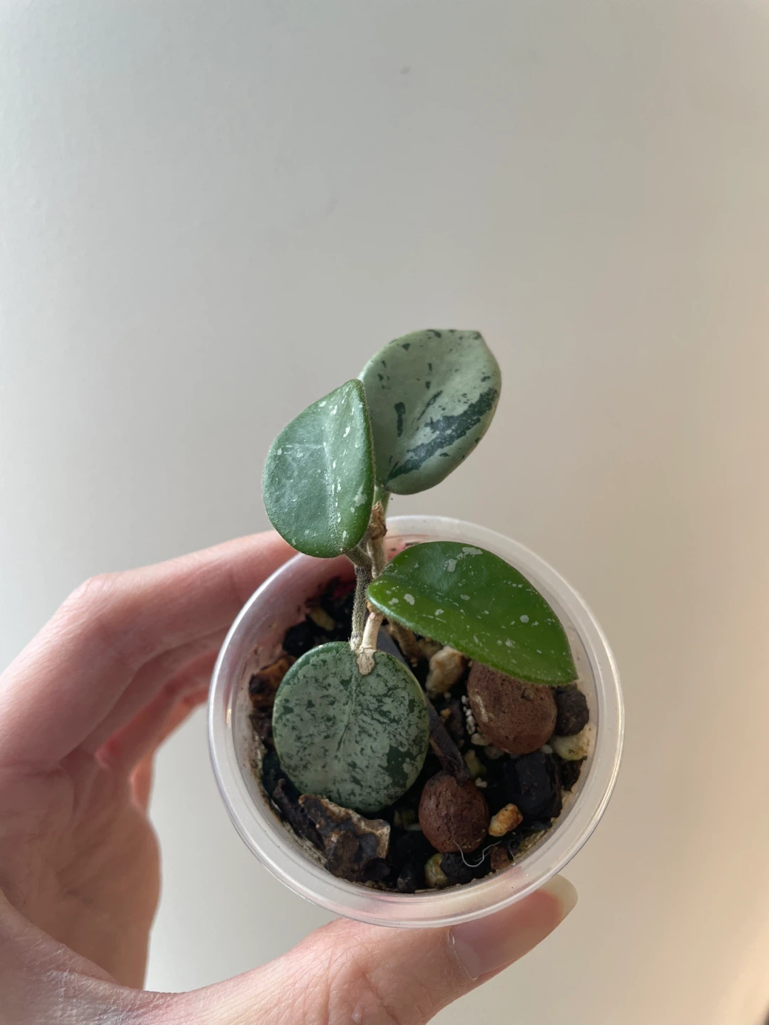 Hoya Mathilde