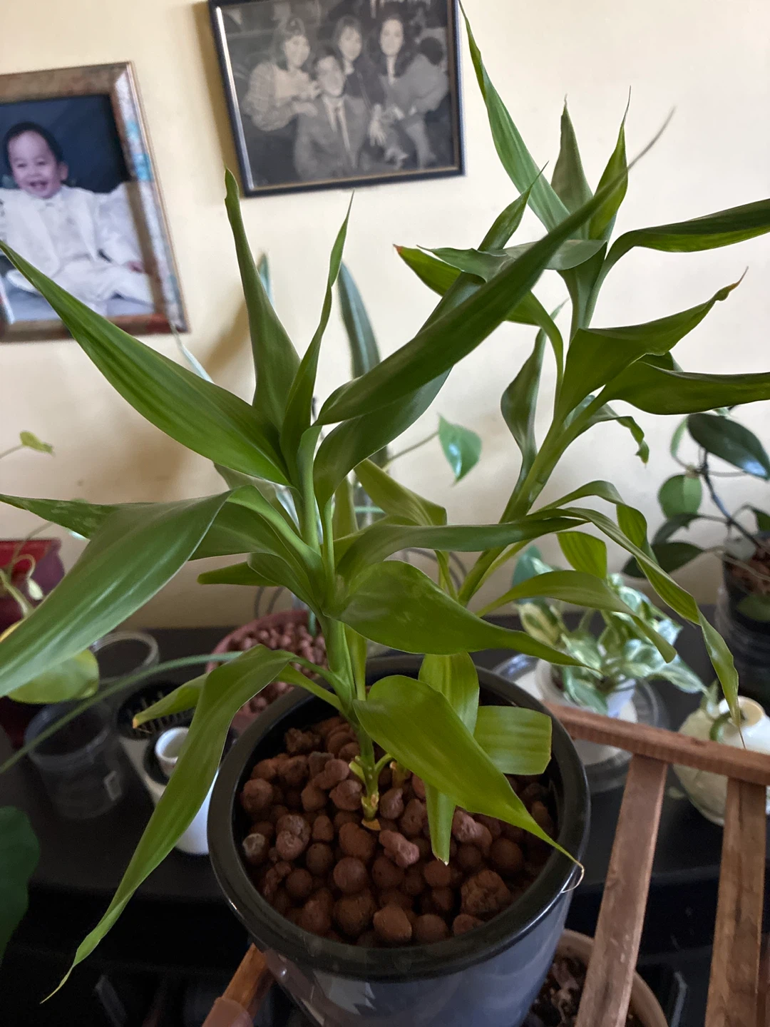Lucky Bamboo Plant in Pot - photo 2