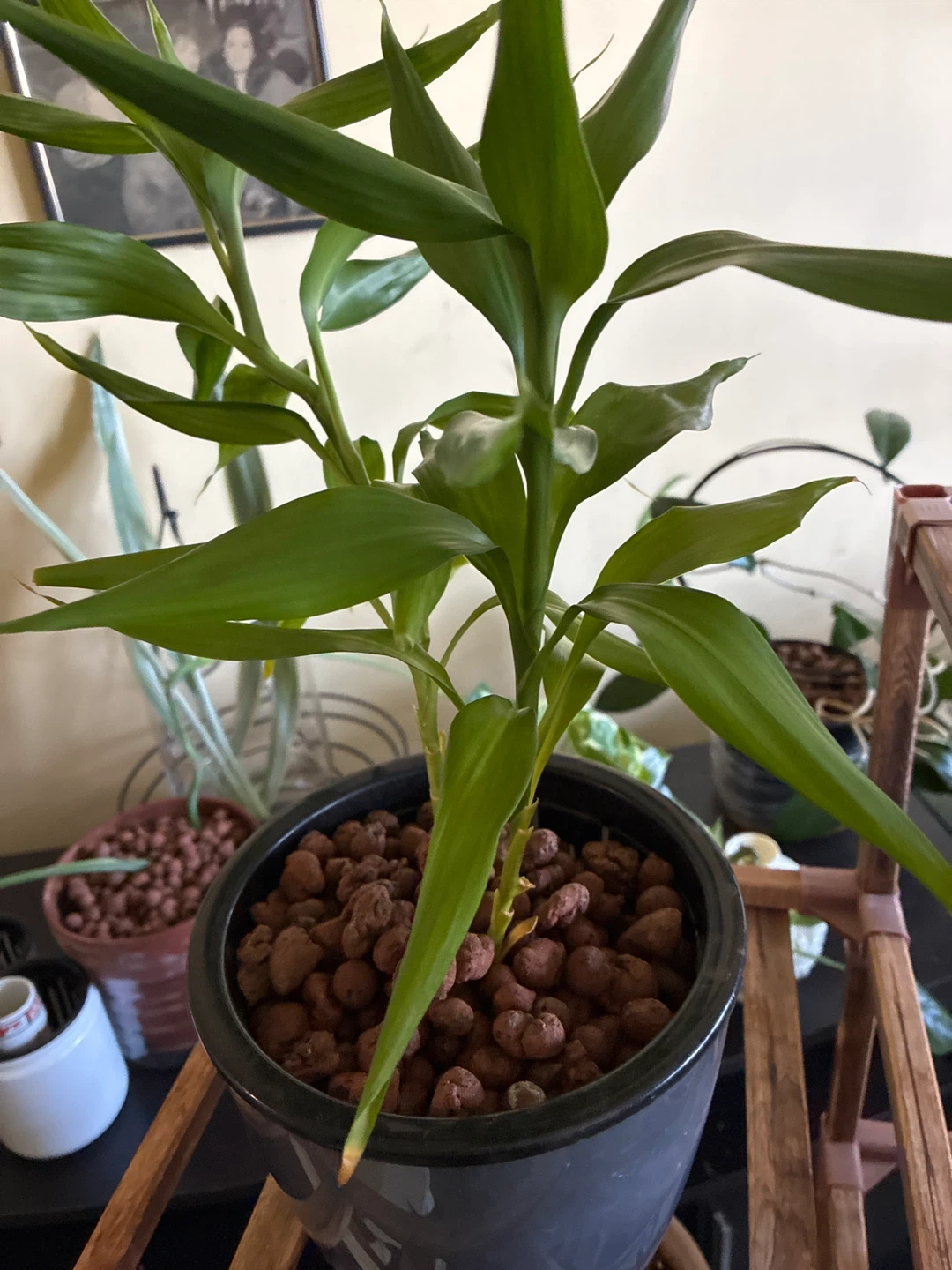 Lucky Bamboo Plant in Pot