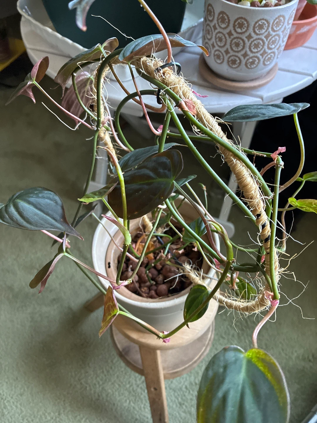 Philodendron Micans Plant - photo 3