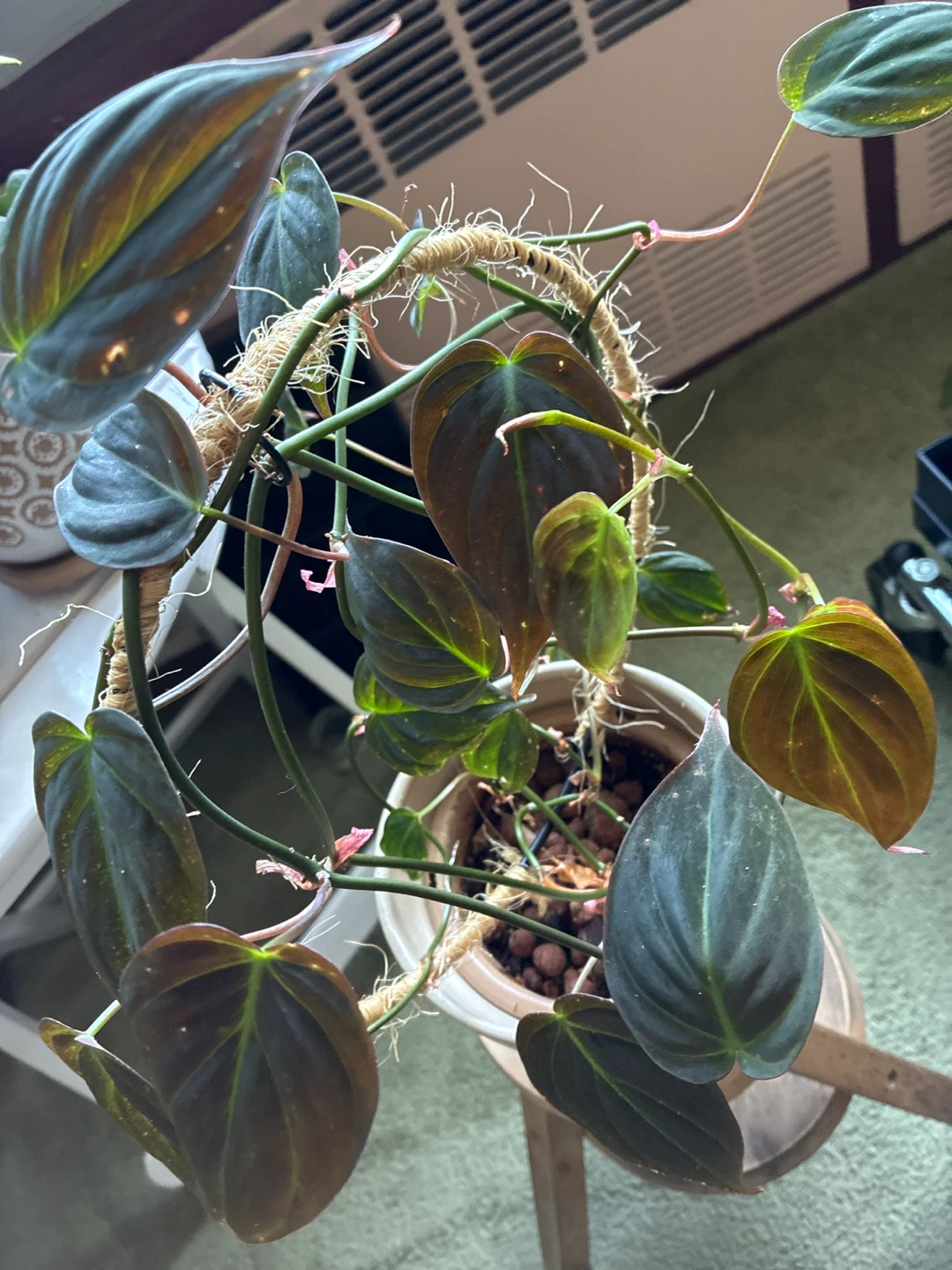 Philodendron Micans Plant