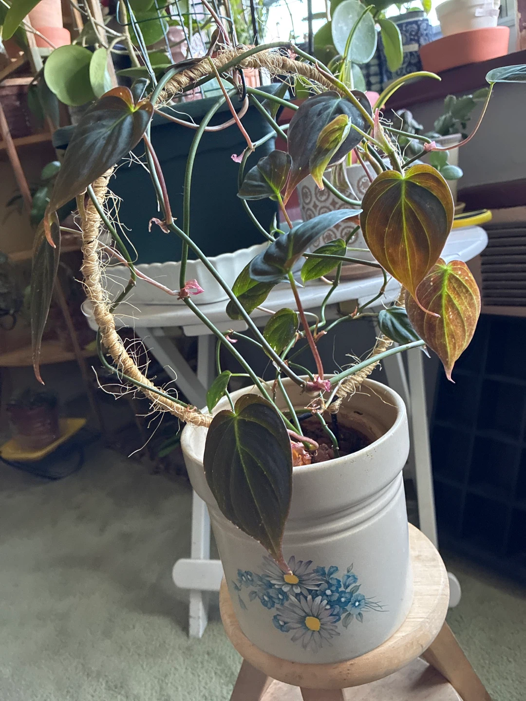 Philodendron Micans Plant - photo 2