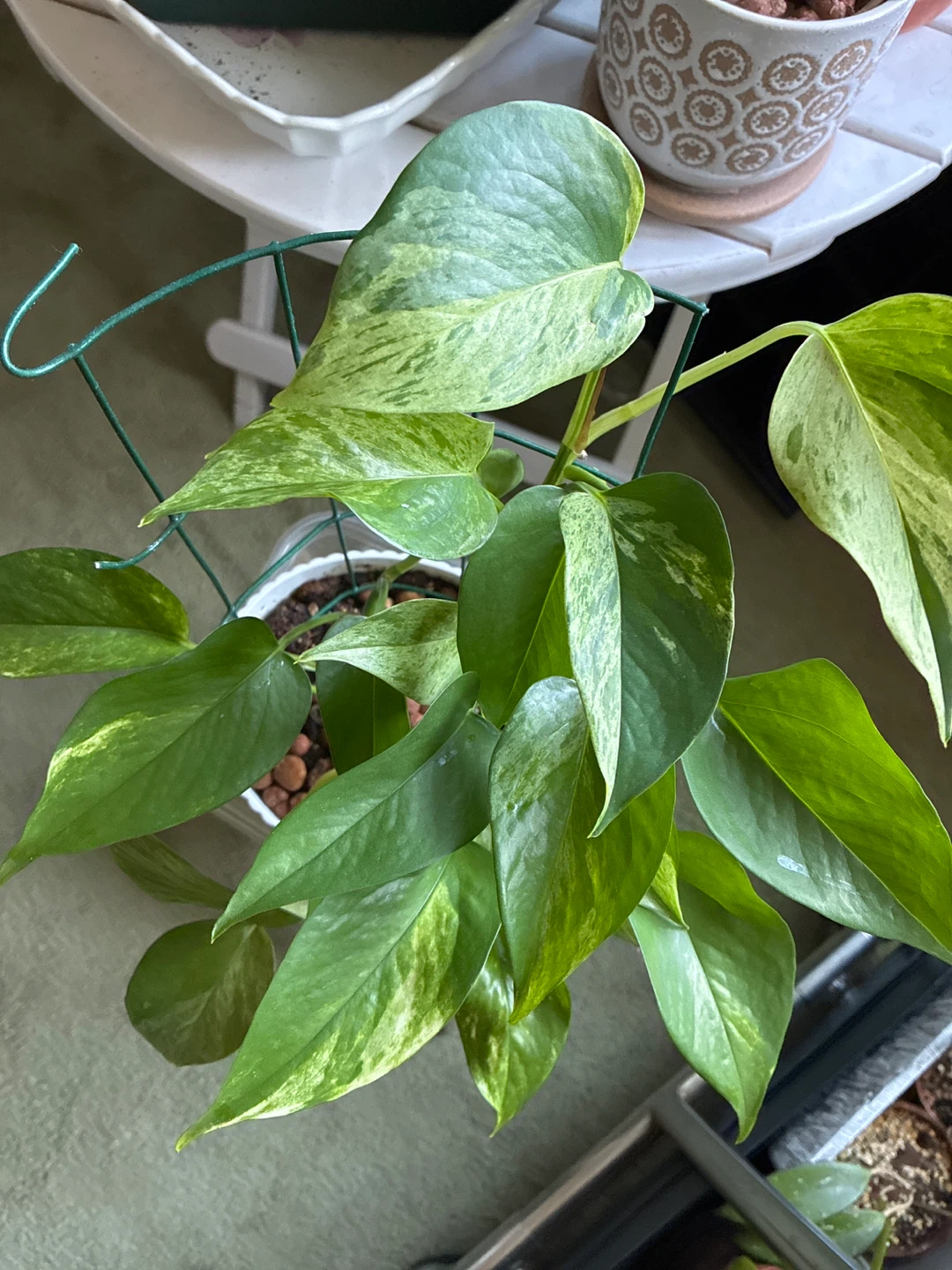 Pothos Plant - photo 3