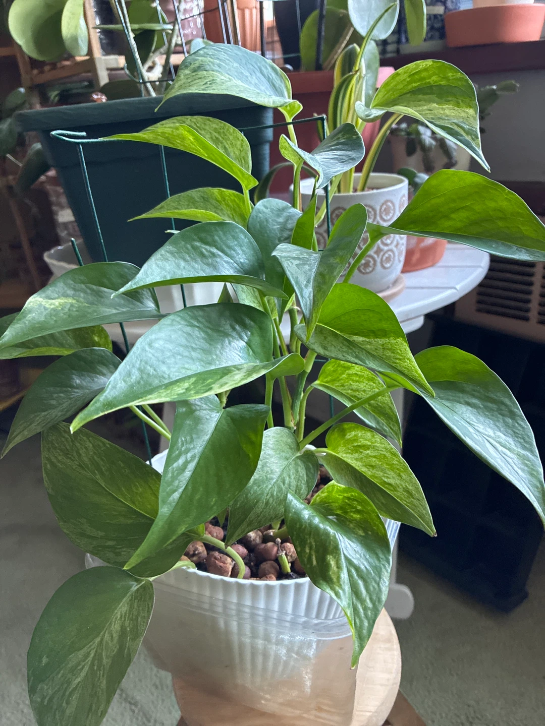 Pothos Plant - photo 2