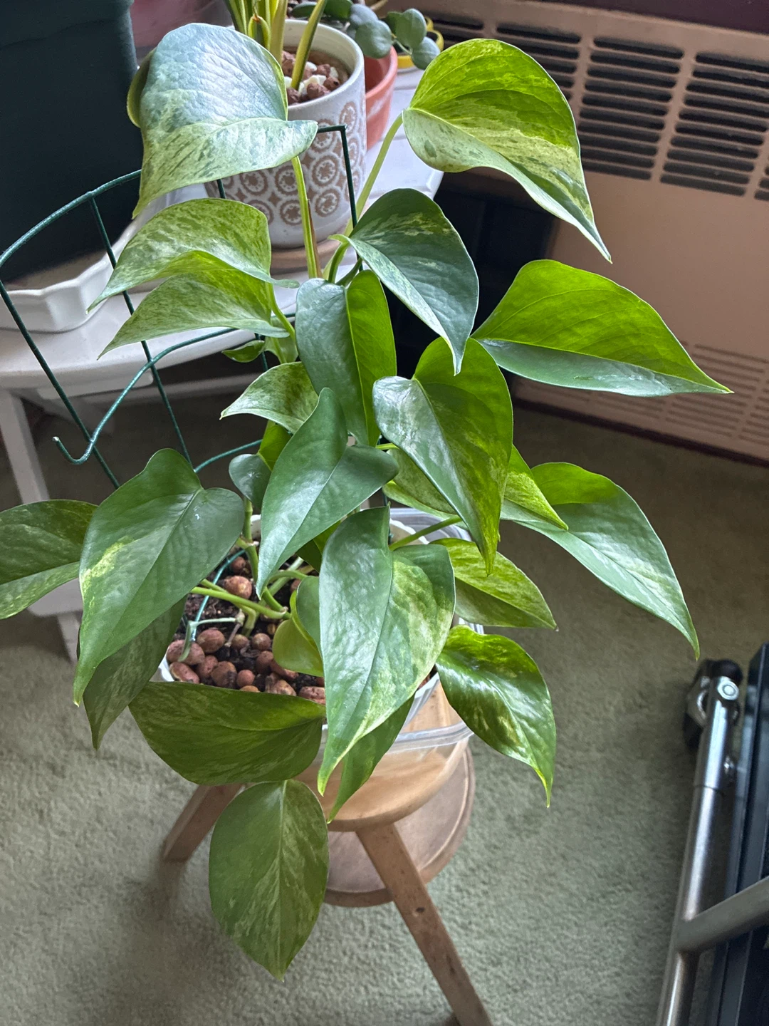 Pothos Plant