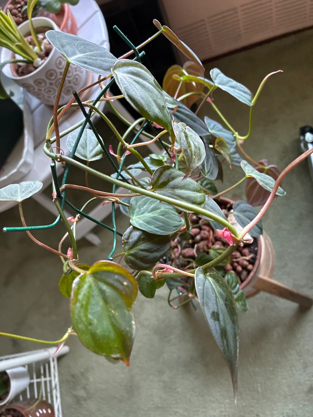 Philodendron Micans Plant