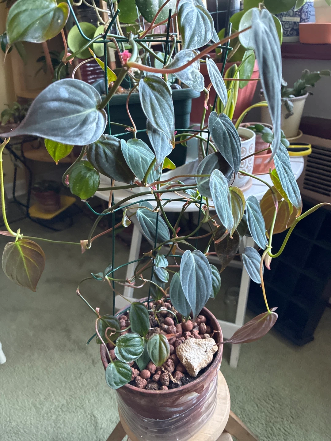 Philodendron Micans Plant - photo 2