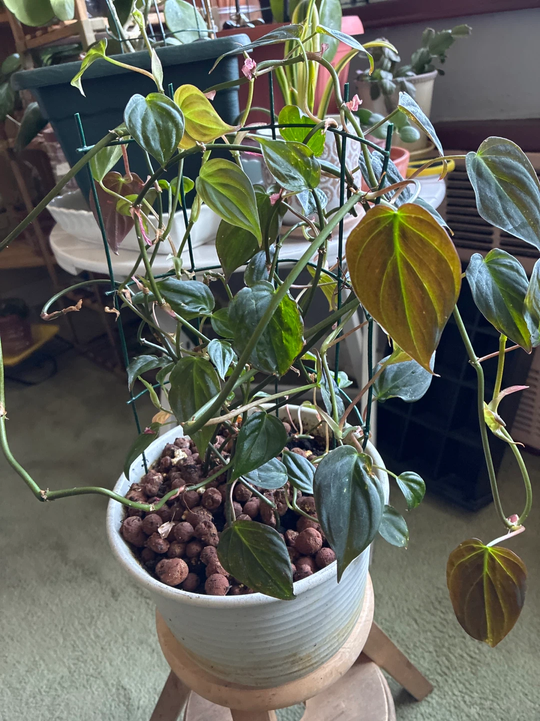 Potted Philodendron Micans Plant - photo 2