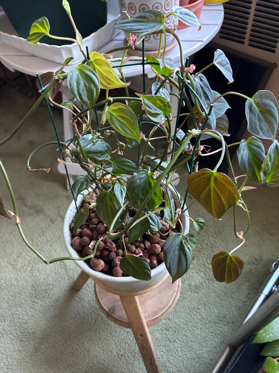 Potted Philodendron Micans Plant