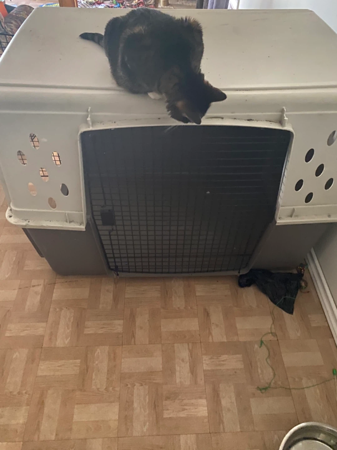 Pet Carrier Crate for Large Dogs - photo 2