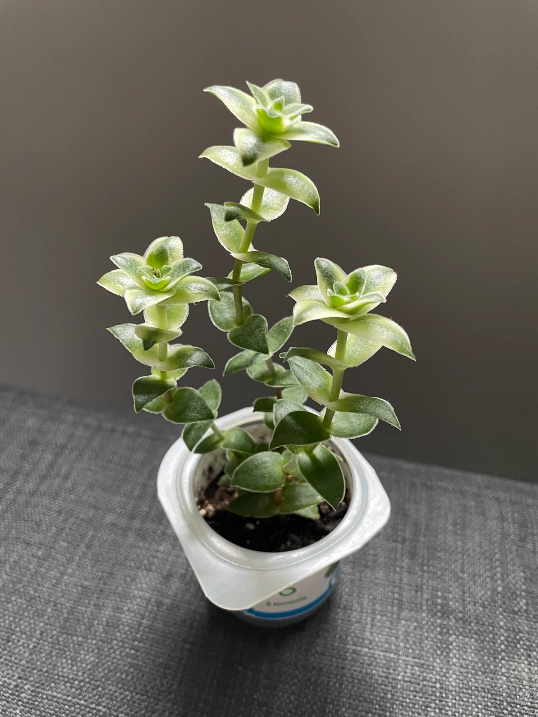 Variegated string of buttons