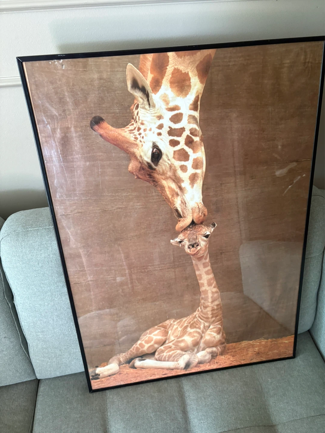 Framed Giraffe Art Print