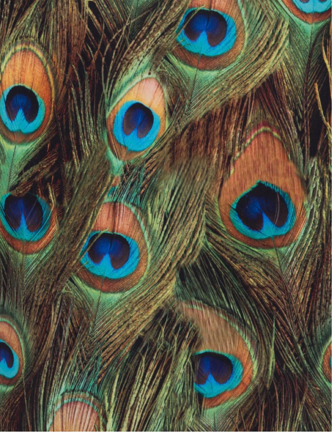 Set of Zuo Tabitha Accent Chair Peacock Print - photo 4