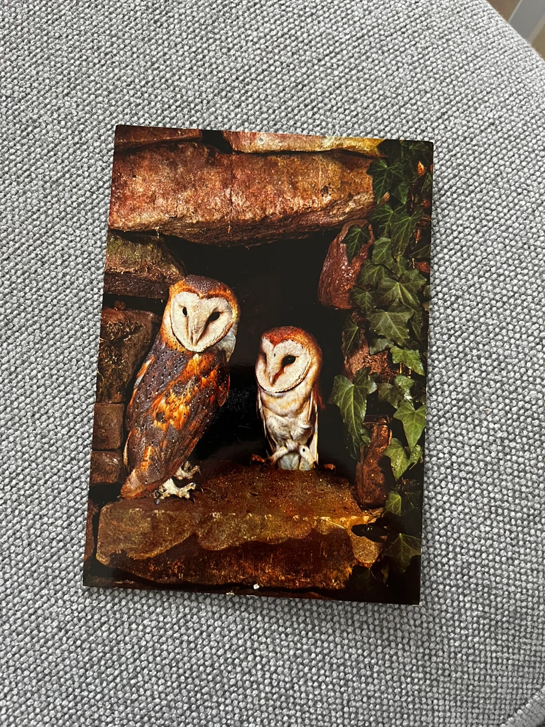 Limited edition Barn 🦉 owl  Postcard
