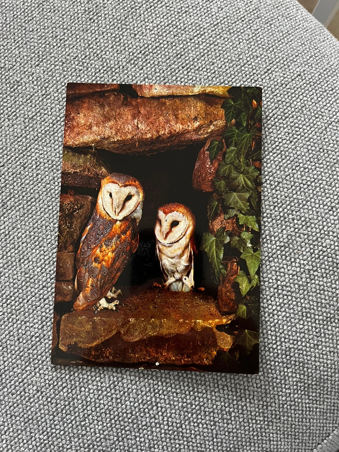 Limited edition Barn 🦉 owl  Postcard - photo 3
