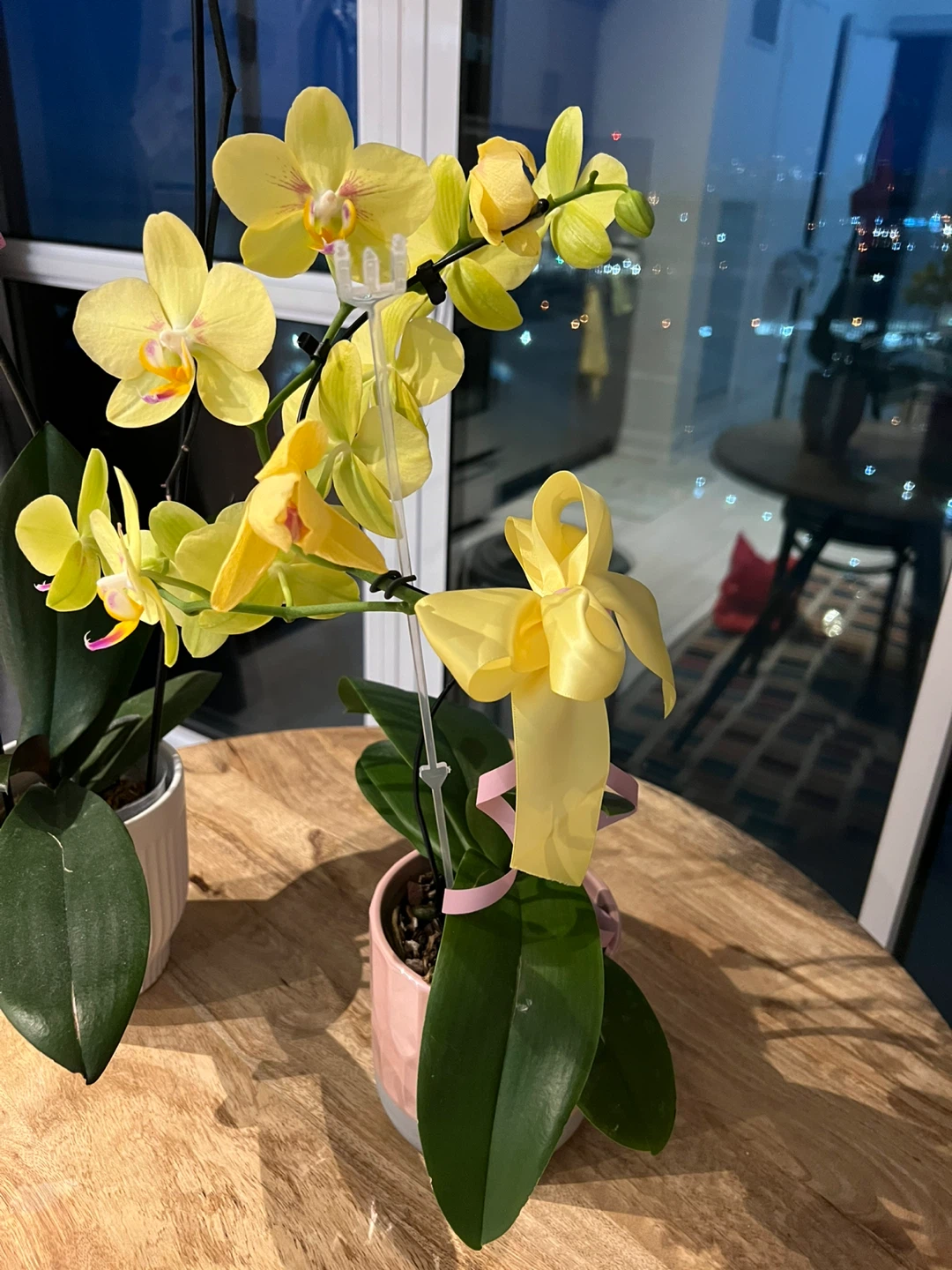 Yellow Orchid Plants (2) - photo 2