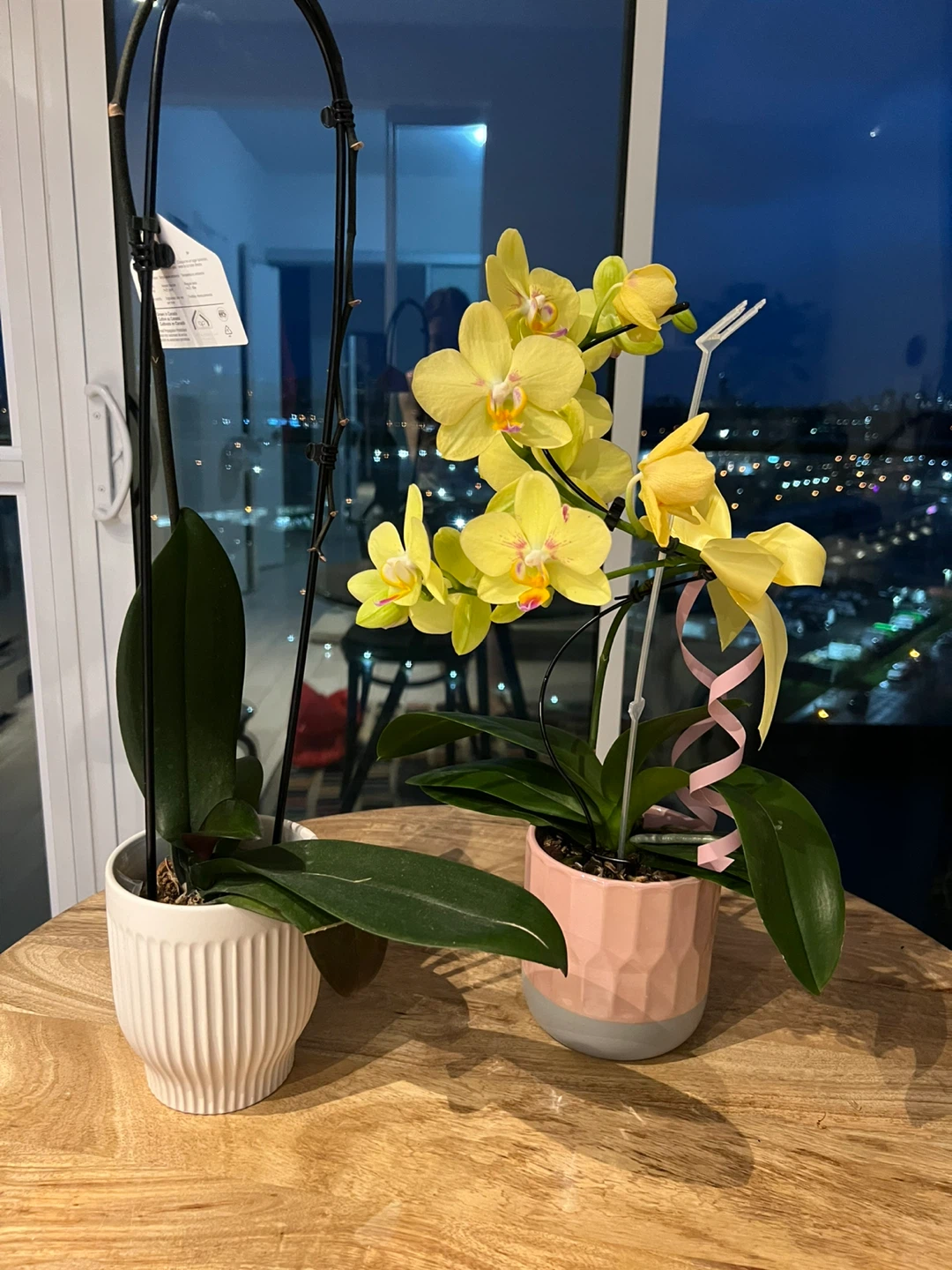 Yellow Orchid Plants (2)