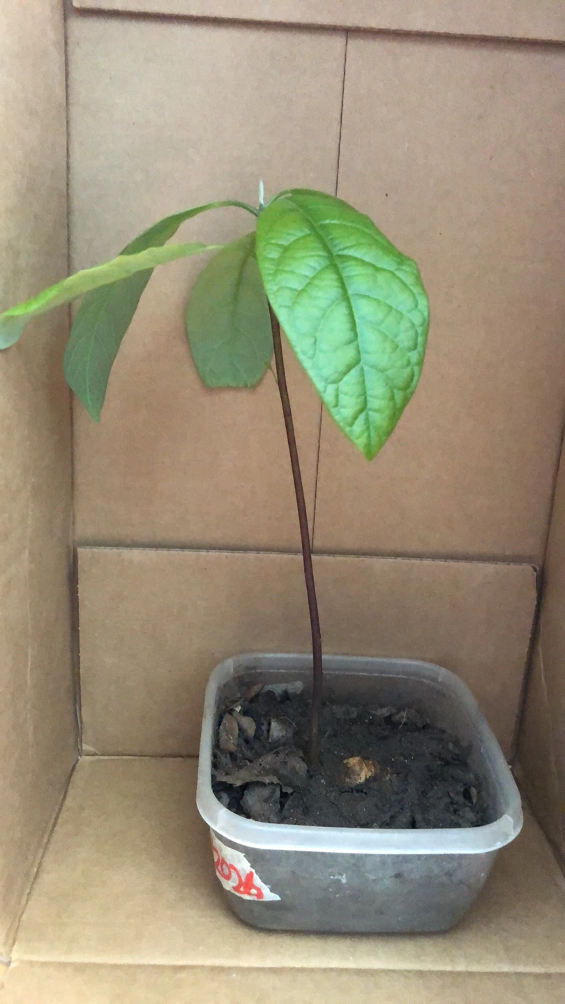 Avocado Seedling Plant
