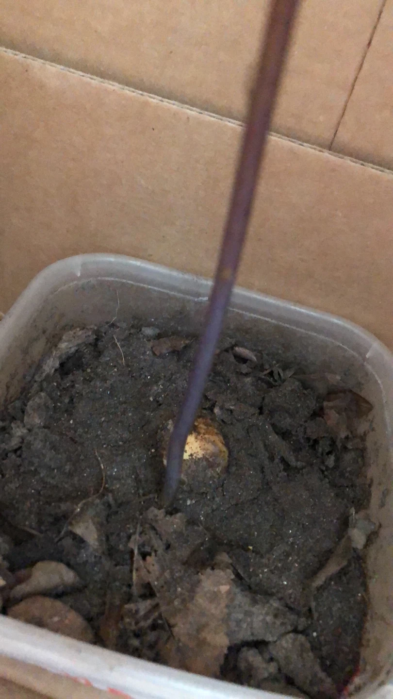 Avocado Seedling Plant - photo 5