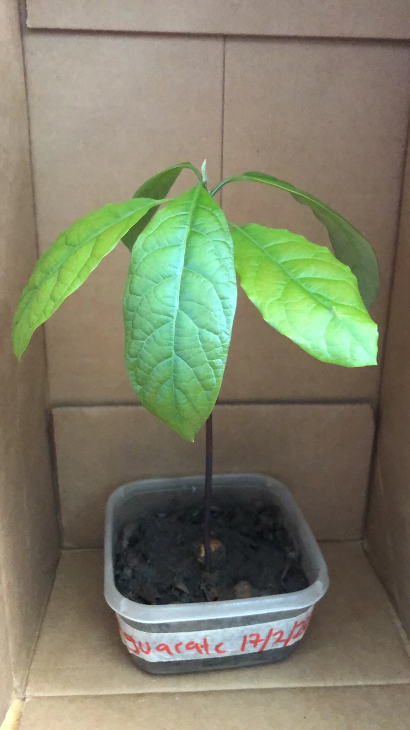 Avocado Seedling Plant - photo 3