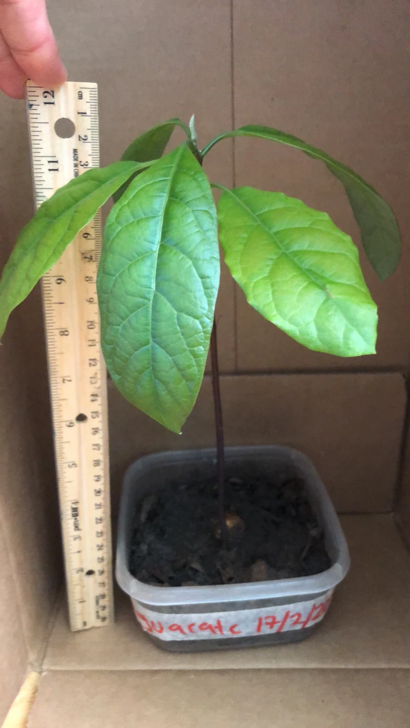 Avocado Seedling Plant - photo 4