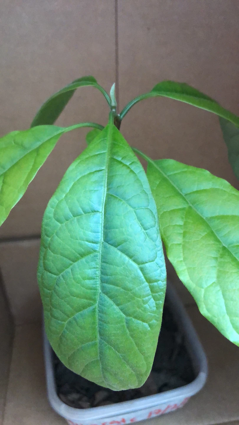 Avocado Seedling Plant - photo 2
