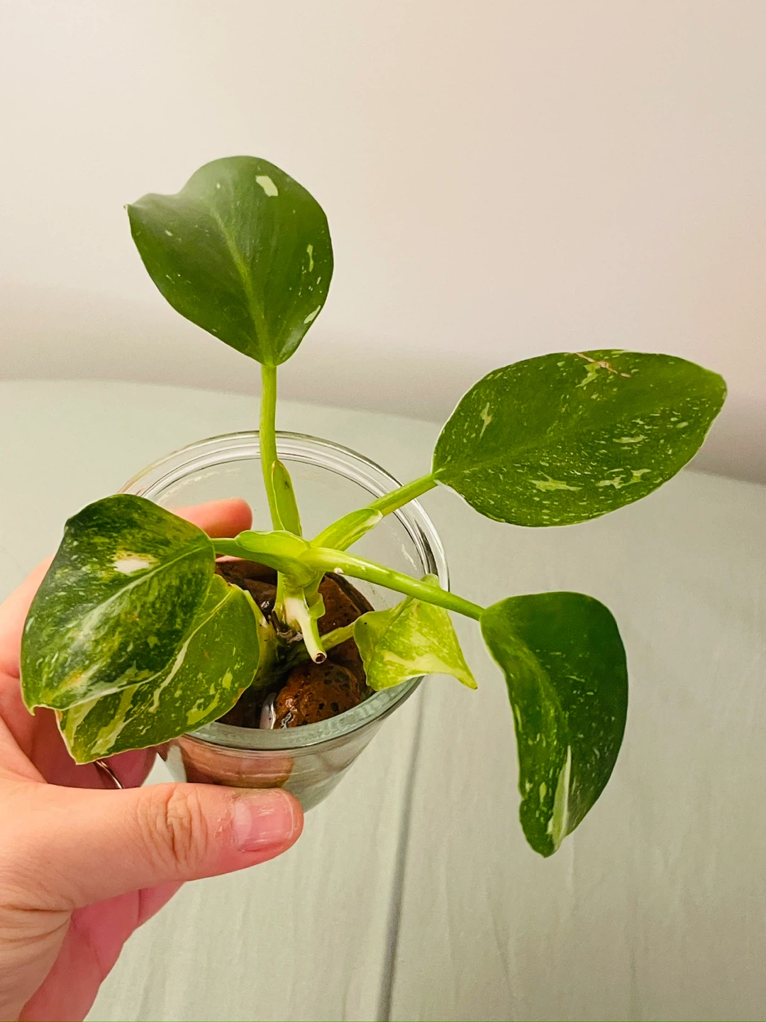 Philodendron White Wizard (Variegation) - Established in LECA - photo 2